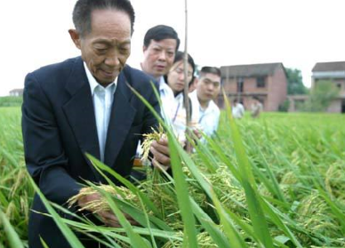 袁隆平超級(jí)雜交水稻畝產(chǎn)1149.02公斤，破世界紀(jì)錄！
